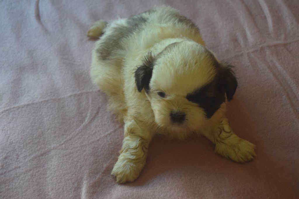 Du Domaine Du Village Fleuri - Chiots disponibles - Shih Tzu