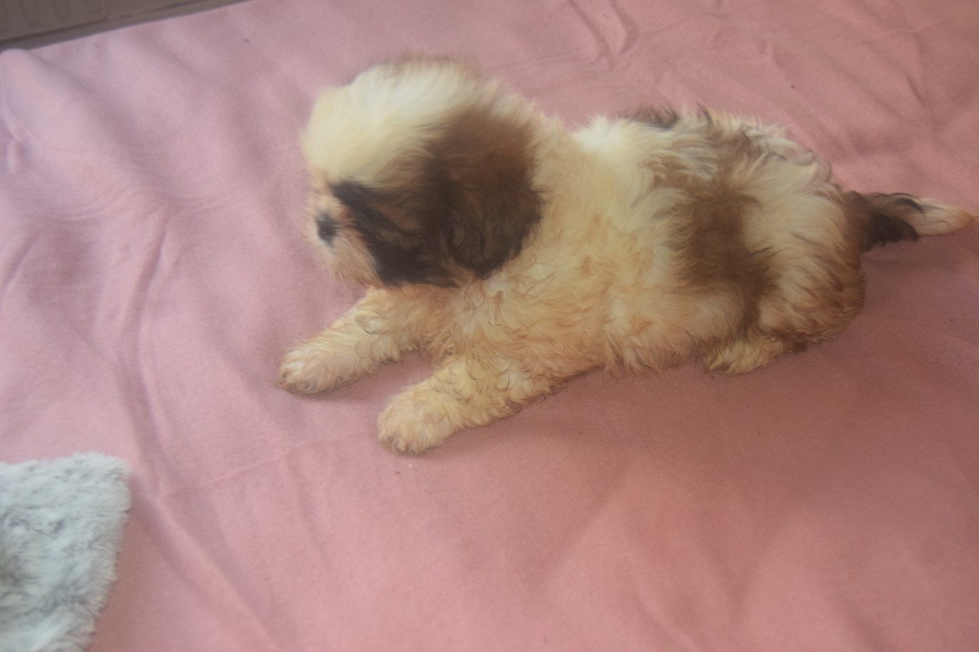 Du Domaine Du Village Fleuri - Chiots disponibles - Shih Tzu
