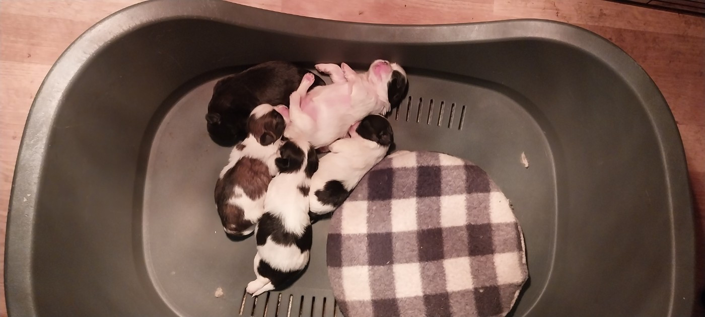 Chiot Shih Tzu Du Domaine Du Village Fleuri