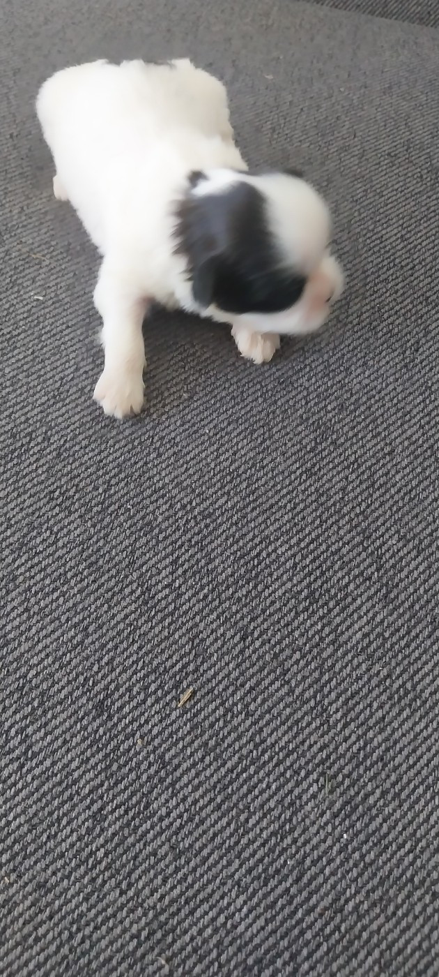 Du Domaine Du Village Fleuri - Chiots disponibles - Shih Tzu