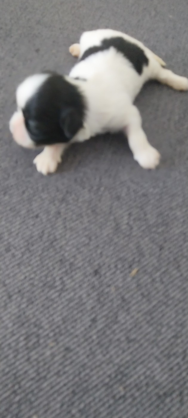 Du Domaine Du Village Fleuri - Chiots disponibles - Shih Tzu