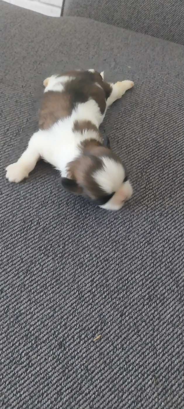 Du Domaine Du Village Fleuri - Chiots disponibles - Shih Tzu