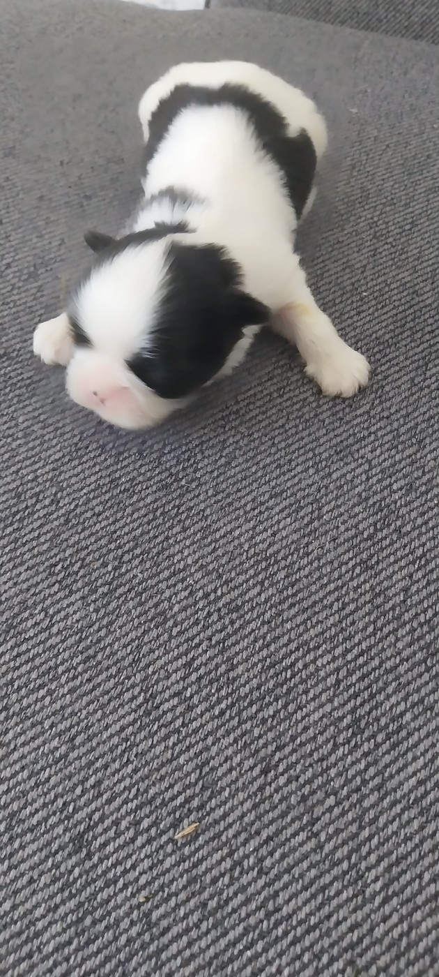 Du Domaine Du Village Fleuri - Chiots disponibles - Shih Tzu