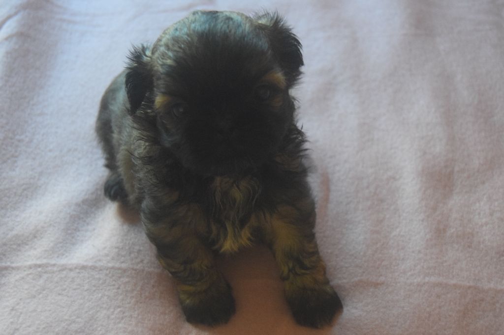 Du Domaine Du Village Fleuri - Chiots disponibles - Shih Tzu