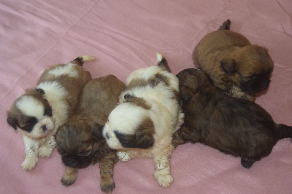 Du Domaine Du Village Fleuri - Shih Tzu - Portée née le 17/07/2025
