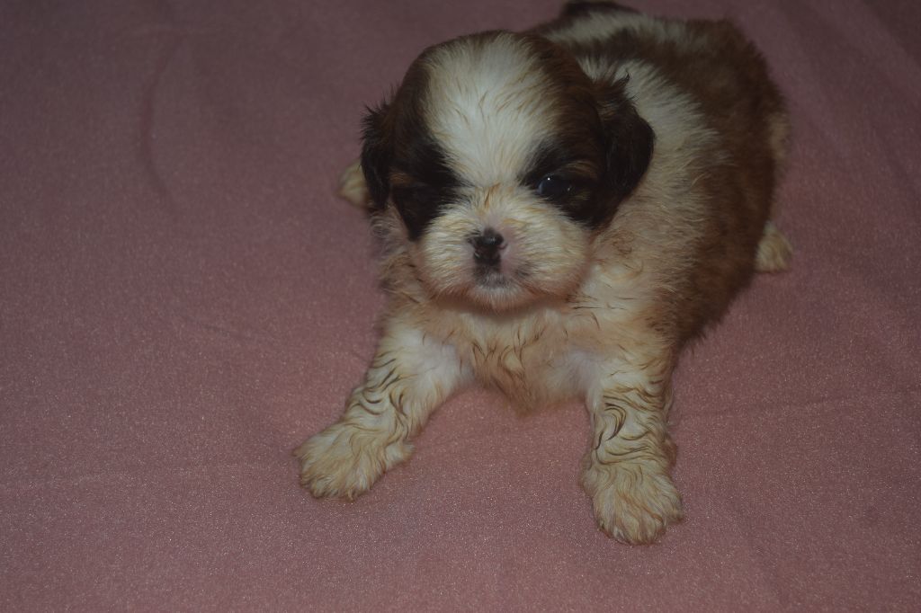 Du Domaine Du Village Fleuri - Chiots disponibles - Shih Tzu