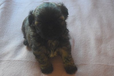 CHIOT5