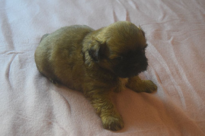 CHIOT3