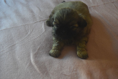 CHIOT 2