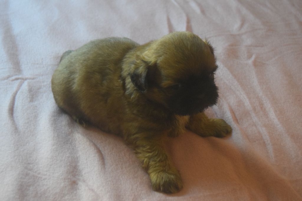 Du Domaine Du Village Fleuri - Chiots disponibles - Shih Tzu