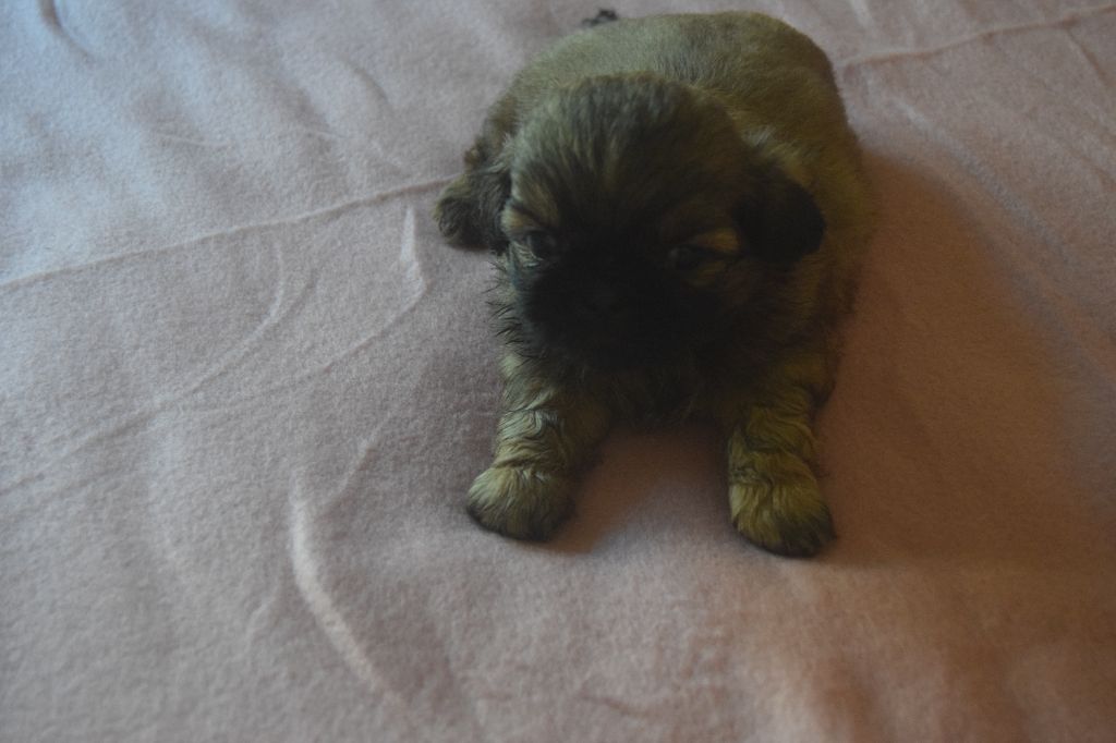 Du Domaine Du Village Fleuri - Chiots disponibles - Shih Tzu